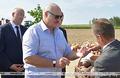 "Это дороже нефти". Как Лукашенко сделал картофель национальным продуктом Беларуси